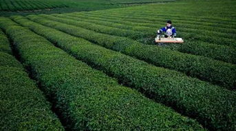 自然环境对茶叶市场的影响