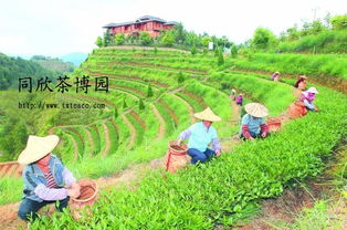 茶叶种植生态效益