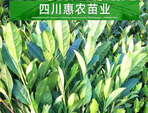 最新茶苗品种简介