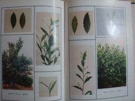 中国茶树优良品种集