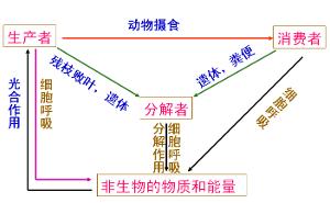 茶叶生态系统有什么特点