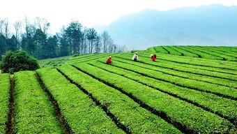 生态茶场你的茶的价格是多少钱