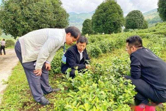 茶园病虫害绿色防控技术规范