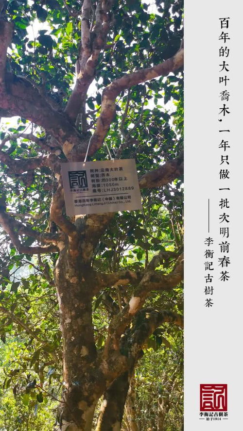 野生型茶树和野生茶树的区别