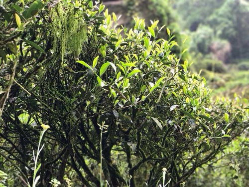 茶树是保护植物吗