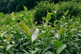 茶树种质资源现状及发展方向怎么写