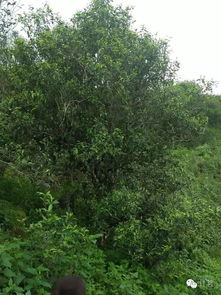 野生茶树就是野生型茶树，栽培茶树就是栽培型茶树