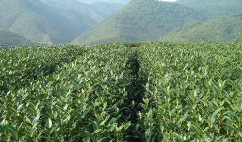 国外茶树品种大全