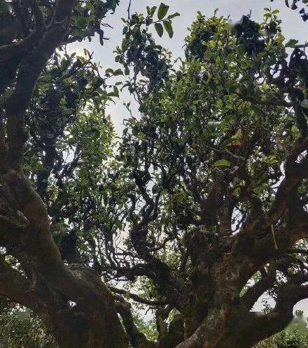 野生茶树生长环境条件
