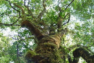 野生茶树生长环境