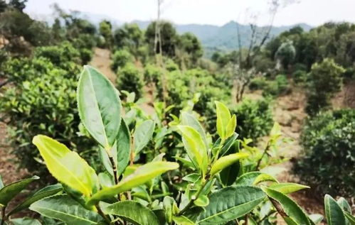 中国保护茶树排名