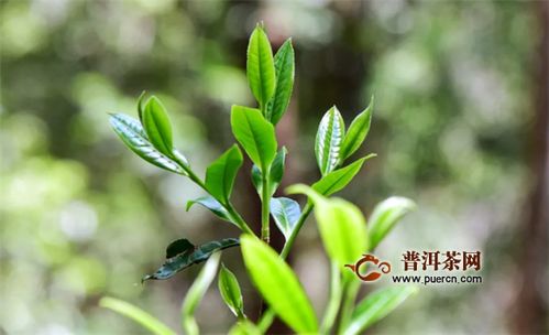 古树茶的优点