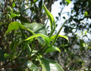 中国的茶树品种有多少种