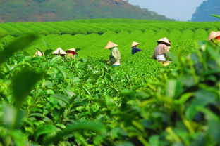 茶叶生态种植面积