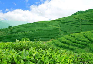 茶园病虫害绿色防控技术研究