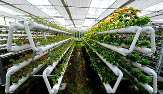 生态种植业：绿色革命引领农业新时代