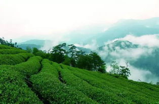 茶叶种植对自然环境的影响