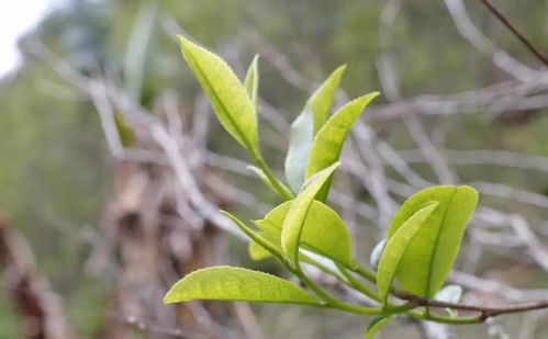 抗逆境茶树品种的研发现状如何