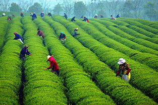 茶叶新品种保护现状与最新进展情况