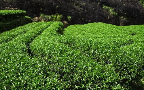 国际茶树品种的交流与合作研究