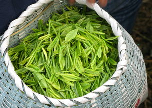 生态茶叶与中草药研究