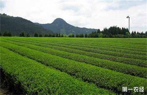 茶树在ph多少环境中生长最适宜?