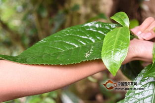 温度对茶树生育的影响