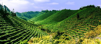 我国茶树有几大产区