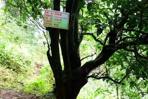 保护古茶树已经是一项重要的任务早在1992年林业部
