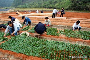 目前茶树育种的主要目标