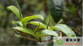 茶树对环境作用