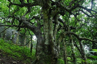 野生型茶树