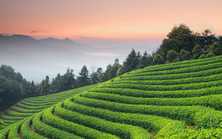 生态种植对茶叶品质的影响研究报告