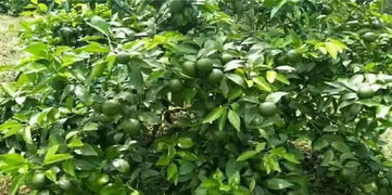 适合茶树生长的土壤特性