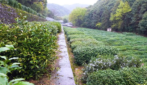 21个国家级优良茶树品种