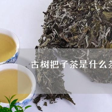 古树茶是不是普洱茶类