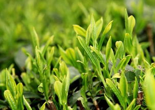 种植茶叶对环境带来哪些好处和坏处