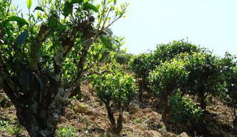 中国十大茶树品种