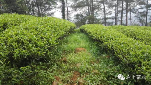 茶树品种特点和特点