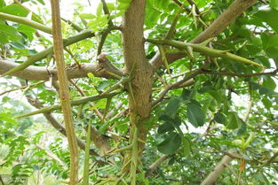 野生茶子树怎么种植
