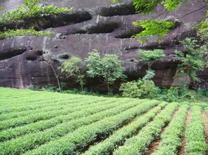 中国最贵的茶树排名