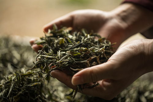 传统茶叶技艺传承人名单