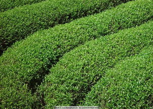 中国十大珍贵茶树
