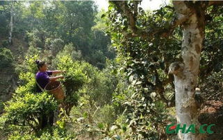 茶树种质资源在茶产业发展中的作用
