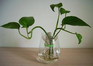 水培植物适合放在家的哪个位置