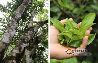 古树茶保护条例