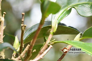 野生茶树生长环境要求