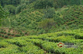 中国茶树的类型
