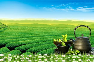 茶叶产品市场定位