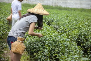 中国茶树的分布